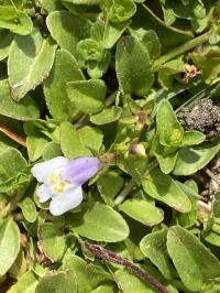 Mazus pumilus image